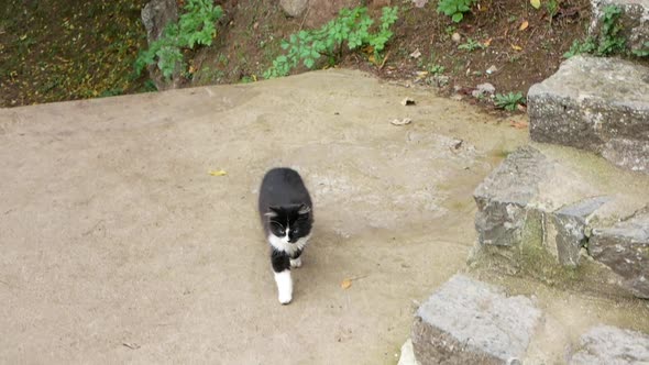Black And White Stray Kitten at Istanbul Street alt