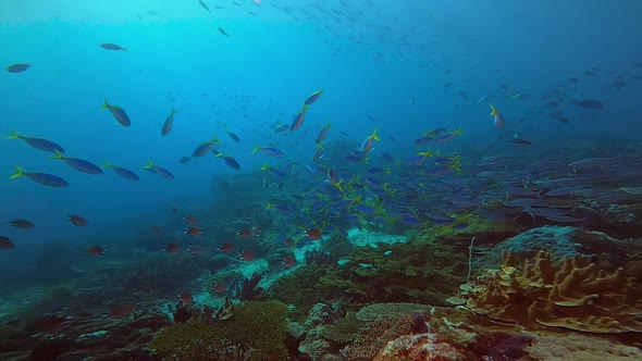 a blue ocean with a reef full of fish and a swimming rare wobbegong shark close to the ground alt