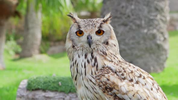 Royal owl looking curiously in the bird garden of the castle of Peñiscola, Castellón, Spain. alt