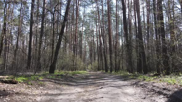 Road in the Forest During the Day Slow Motion alt