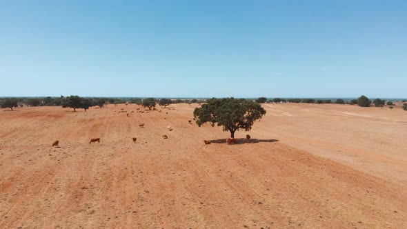 Cows Graze on Pasture in the Dry Climate,  Shot