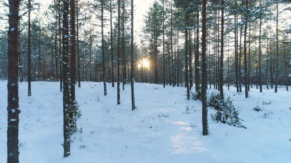 Winter Forest