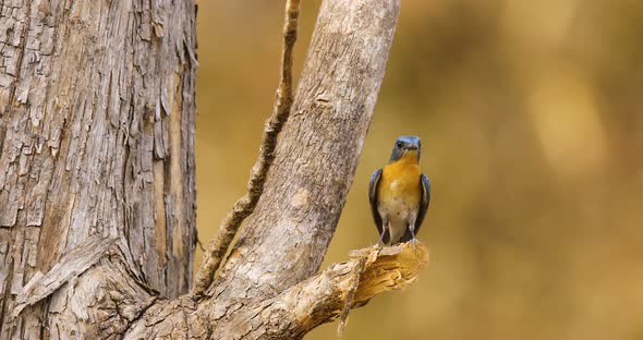 Perched Tickell's blue flycatcher male on a stump of a teak tree displaying its colours alt
