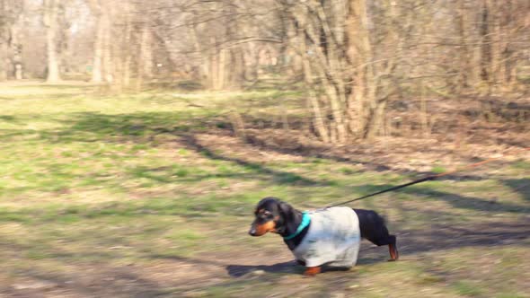 Dachshund Dog Likes Walking on Leash in Park on Sunny Day
