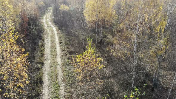 drone getting up in autumn yellow forest near rural road, on the woods, fly over yellow, aerial shot