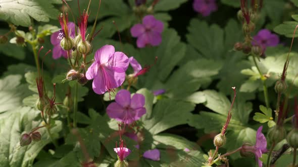 Geranium macrorrhizum herbal plant close-up 4K 2160p 30fps UltraHD footage - Pink rock cranes-bill f alt
