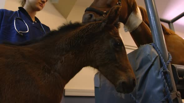 Surgeon standing with horse and foal in hospital 4k