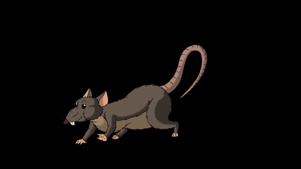 Brown rat crawls out and then hides back alt