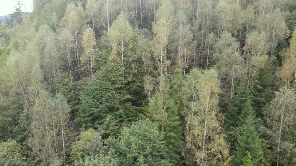 Trees in the Mountains Slow Motion. Aerial View of the Carpathian Mountains in Autumn. Ukraine alt