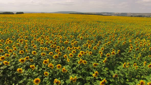 Sunflower Field, Shot with Drones