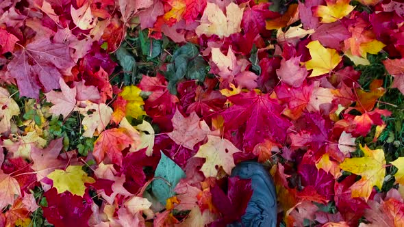 Walk Through The Autumn Leaves