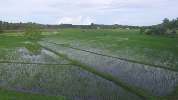 Aerial View of Rice Fields in the Philippines alt