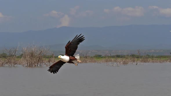 African Fish-Eagle, haliaeetus vocifer, Adult in flight, Fish in Claws, Fishing at Baringo Lake alt