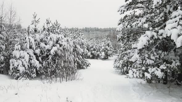 Beautiful Winter Snowcovered Forest in Cool Weather Aerial View alt