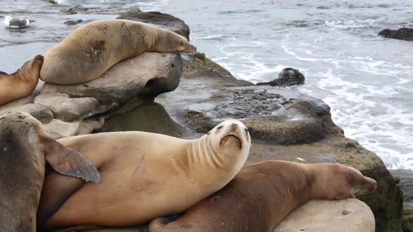 Sea Lions on the Rock in La Jolla. Playful Wild Eared Seals Crawling Near Pacific Ocean on Rock alt
