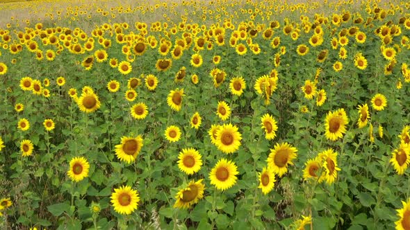 Aerial view of a field of blooming sunflowers.
