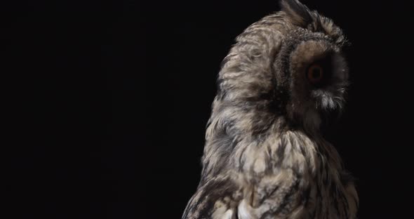 Wildlife Amazing Owl is Flying Away Studio Footage of a Predator Bird alt