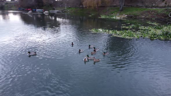 Ducks On The River 4K 09