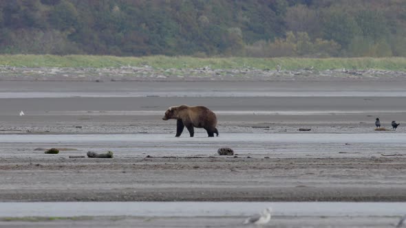 Grizzly Bear Walking ALong Stream alt