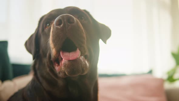 Labrador Dog Portrait alt