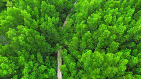 4K : Aerial view over beautiful mangrove forest. Drone Footage alt