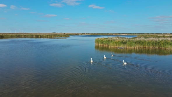 Aerial Cinematic Footage of Drone Flying and Filming Over Crowd of Beautiful Wild White Swans in alt