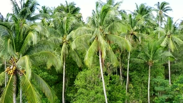 Drone Shot of Palm Trees alt