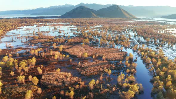 Yellow trees in the blue water in autumn, on the flooded fields. Swamp and wetland by Lake Skadar. alt