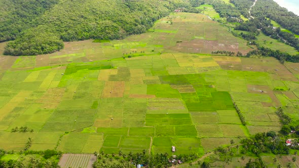 Paddy Fields in the Philippines, Mountain Landscape with Green Hills and Farmland alt