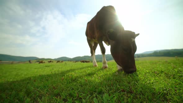 Closeup of a Dairy Cow Eating Grass in a Meadow in the Mountains alt