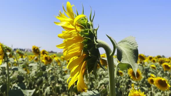 Beautiful Natural Plant Sunflower In Sunflower Field In Sunny Day 55 alt