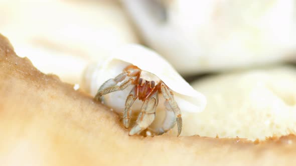 Tiny Hermit Crab Eat alt