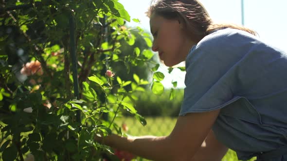 Close Up Portrait of a Girl with a Pruner Cuts Wilted Yellow Roses From a Bush in Her Garden alt