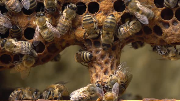 Queen Cells Along the Edges of the Combs Swarm Cells alt
