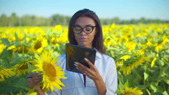 Agronomist Analyzing Sunflower Seed with Tablet Pc in Field alt