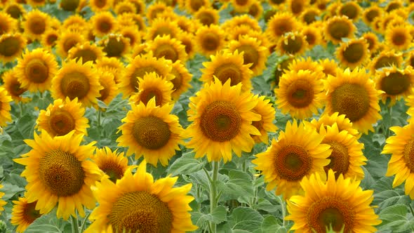 Beautiful Sunflower Flower on the Background of a Yellow Field