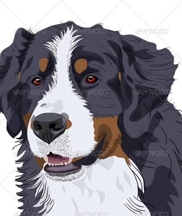 Bernese Mountain Dog breed - Animals Characters