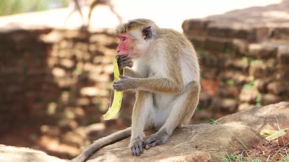 Monkey eating banana in Sri Lanka