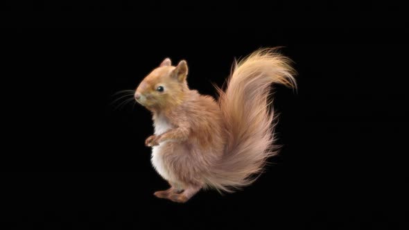 73 Squirrel Dancing HD alt