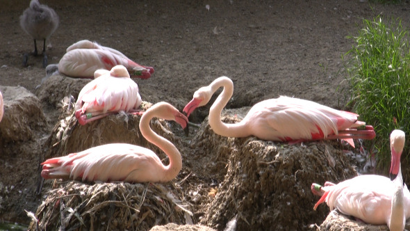 Drinking and Nesting Flamingos