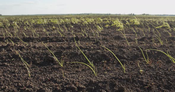 Long Rows Of Carrot Sprouts alt