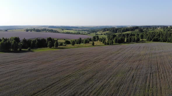 2 Flowering Field Of Phacelia