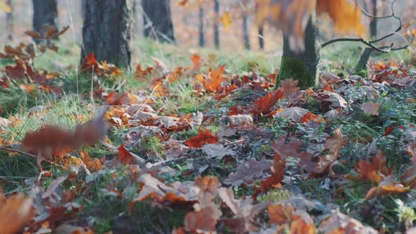 Medium Shot of Dry Yellow Leaves on the Ground in the Forest alt