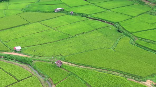 Aerial view drone flying over of agriculture in paddy rice fields for cultivation.