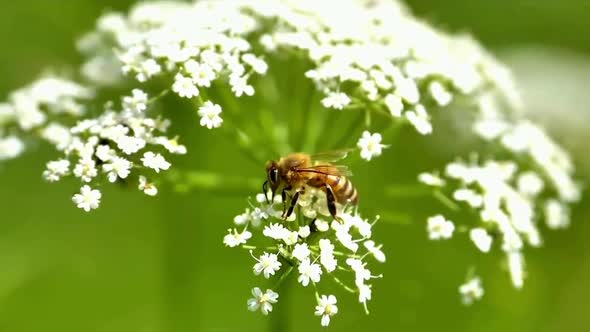 Bee picking flowers