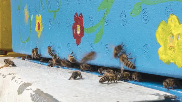 Time Lapse Of Swarming Bees, Coming In And Out Of Their Flowery Hive . Zoom alt