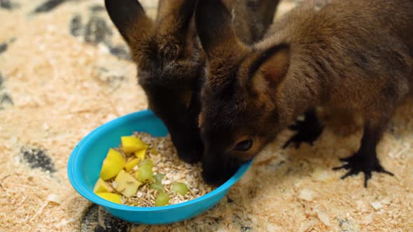 Two Kangaroos in the Corral of the Zoo Eat Food. alt