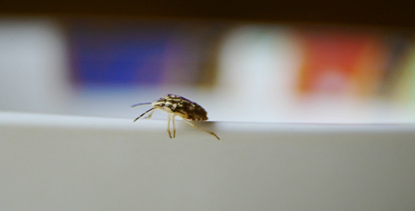Bug On A Bowl
