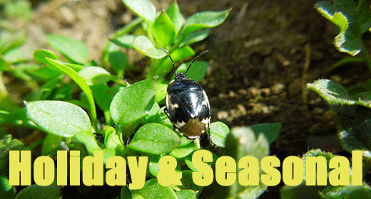 Holiday & Seasonal