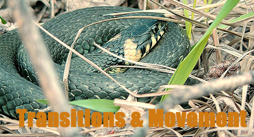 Transitions & Movement